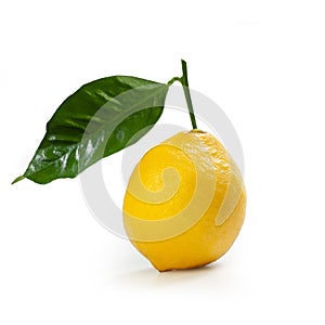 Bergamot Orange Ã¢â¬â `Fantastico` Cultivar Ã¢â¬â Isolated on White Background photo
